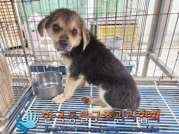 한국동물구조관리협회_441559202300819